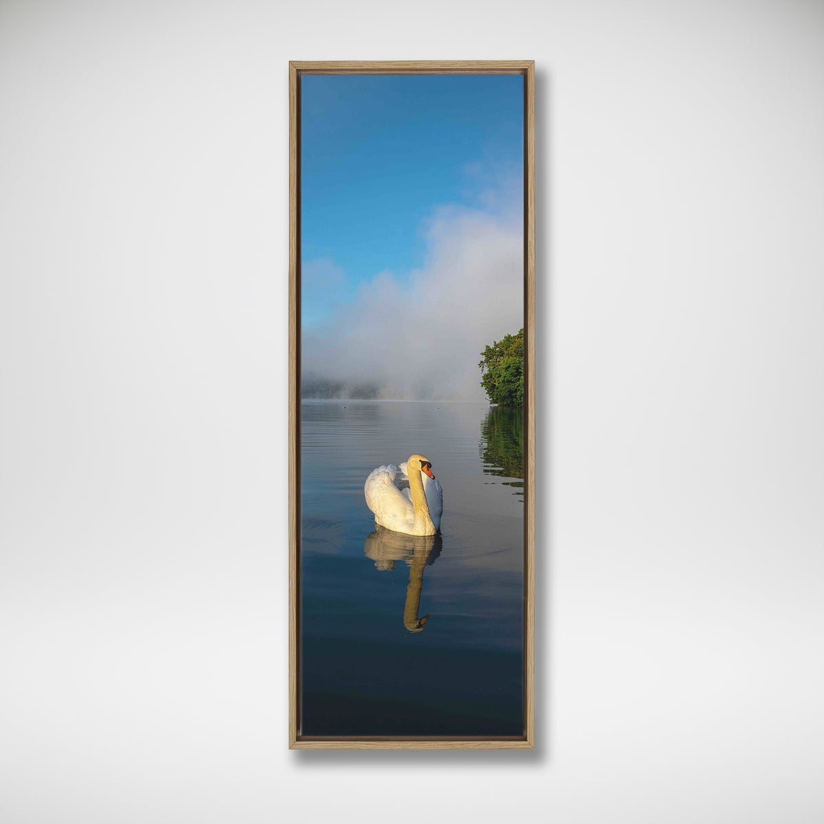 Gliding White Swan