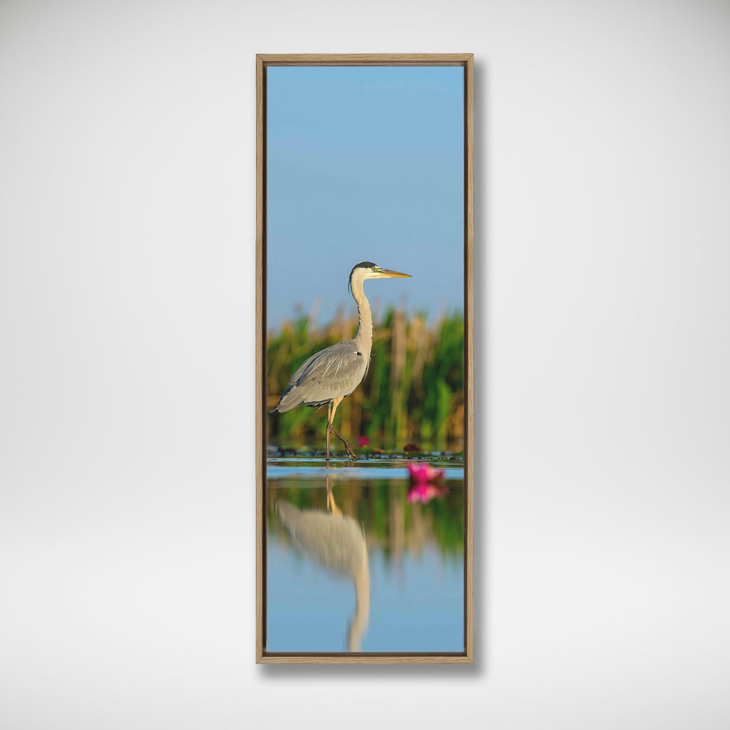 Grey Heron in shallow water