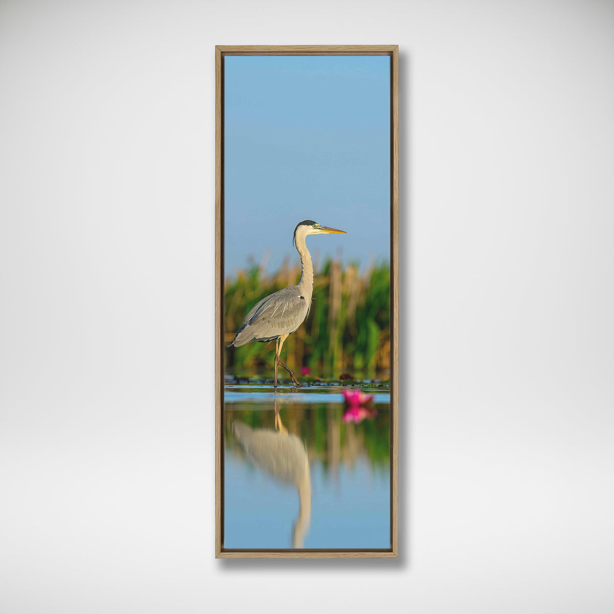 Grey Heron in shallow water
