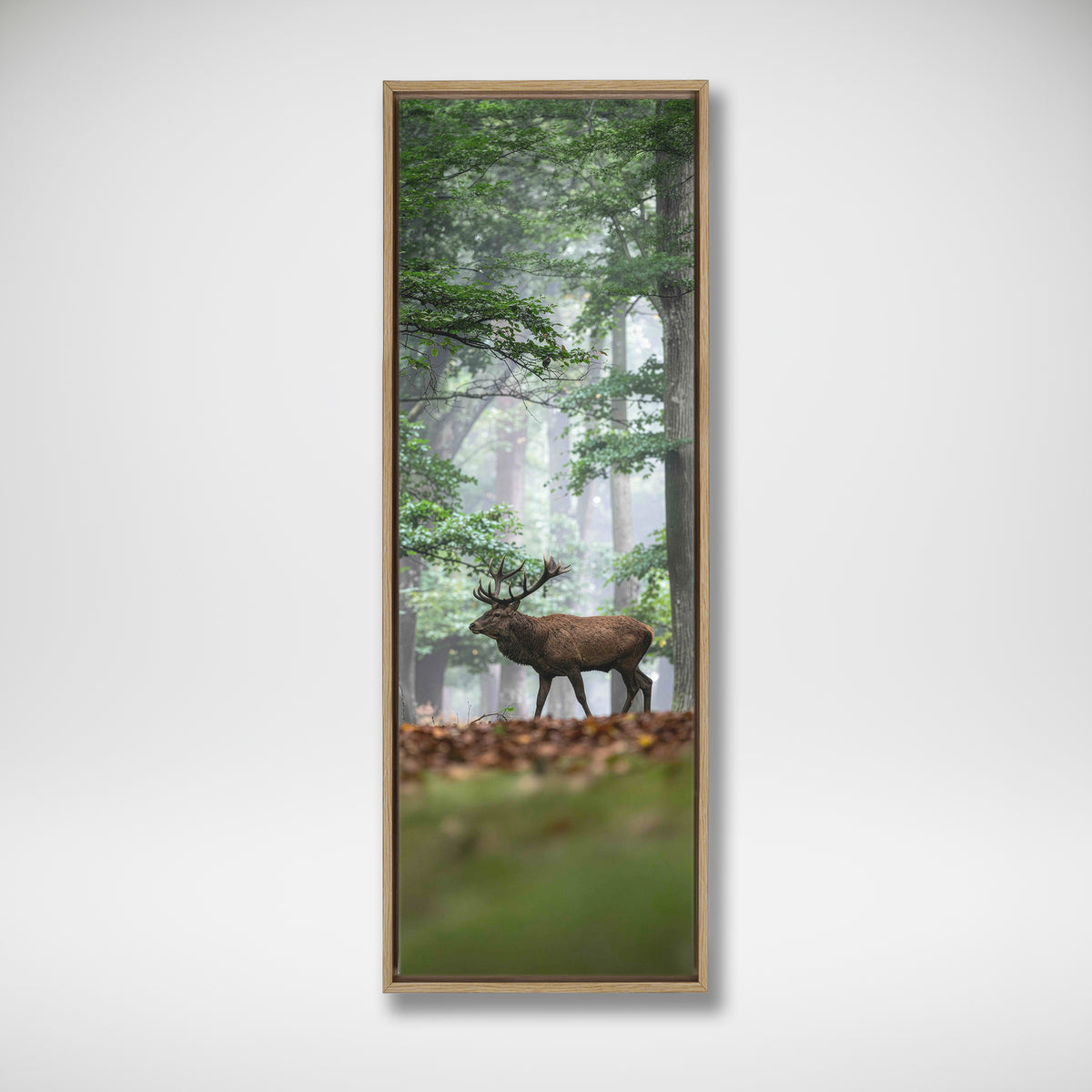 Majestic Red Deer Stag