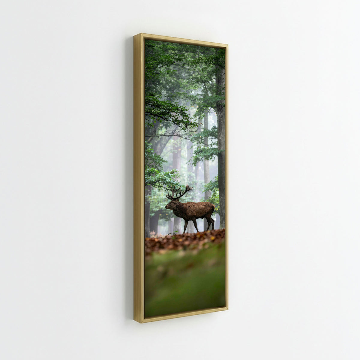 Majestic Red Deer Stag