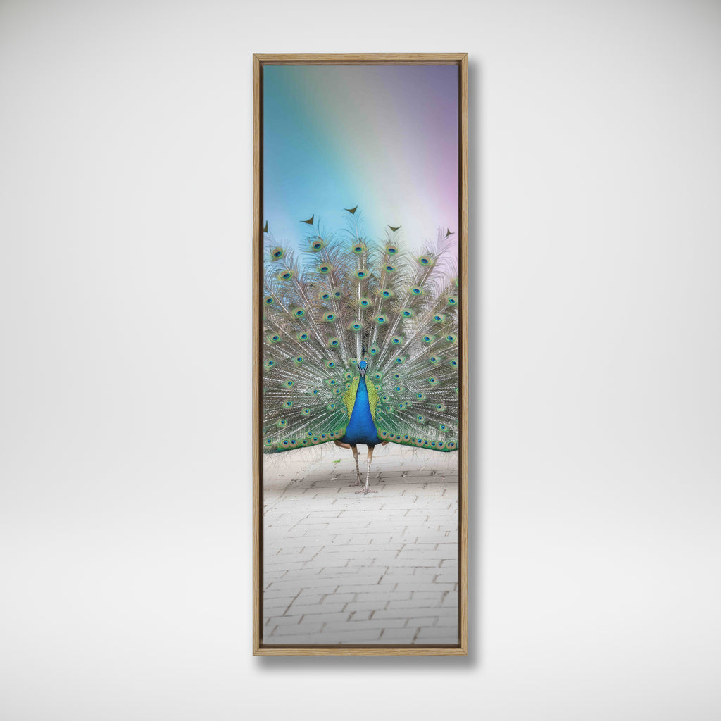 Male Peacock Fanning