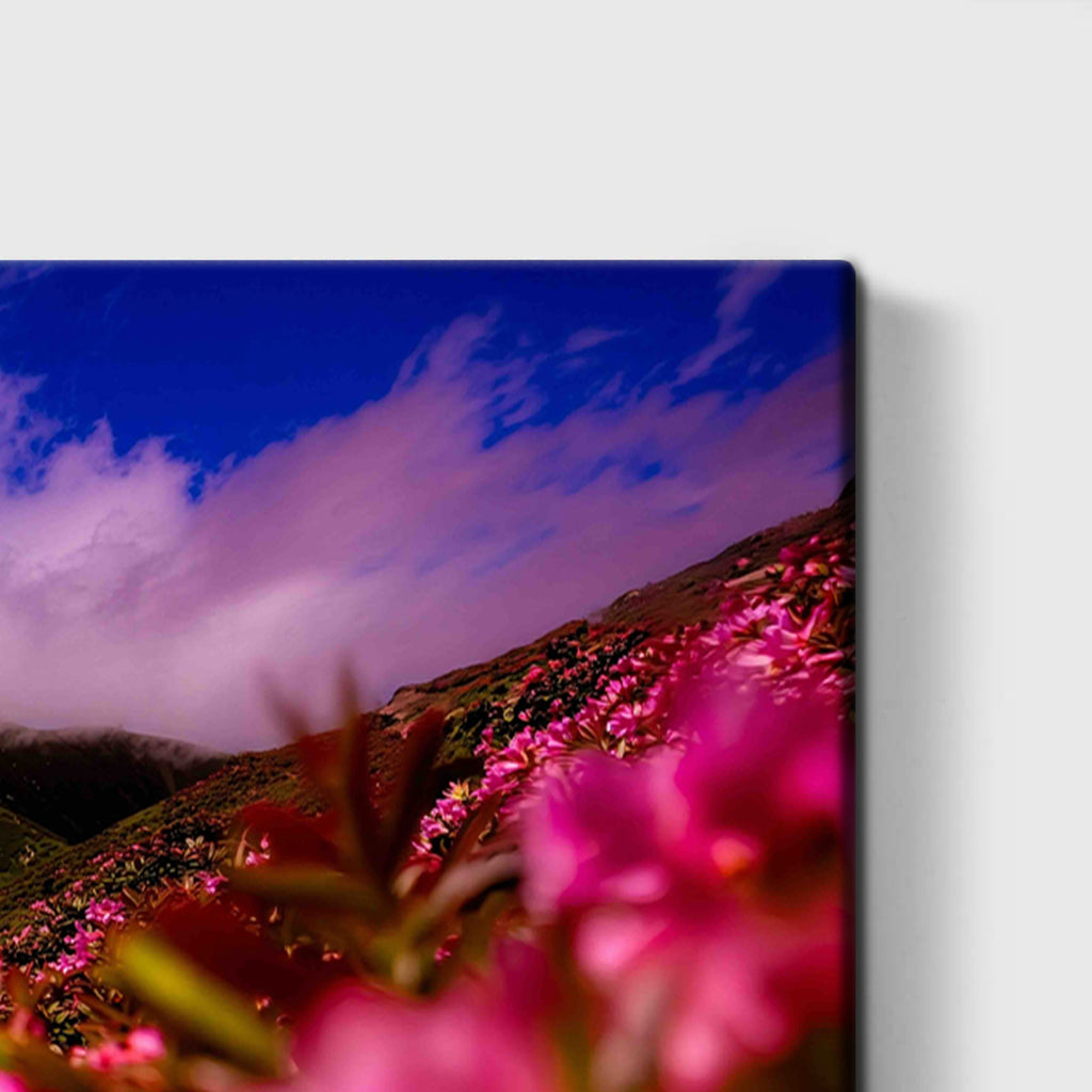 Pink flowers on Mountain top