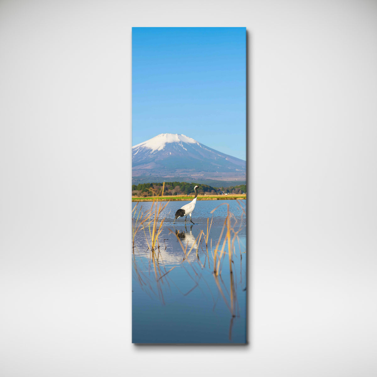 Red Crowned Crane under Mount Fuji