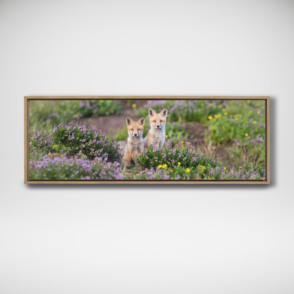 Red Fox Cubs