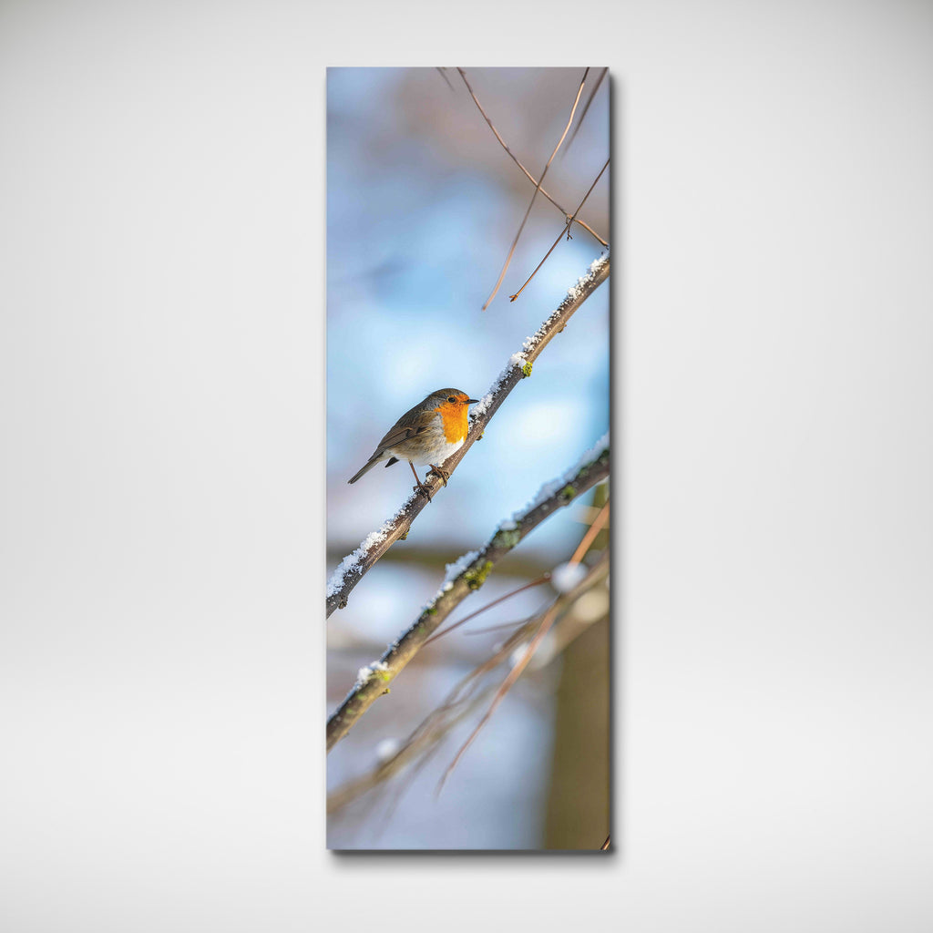 Robin Perched on Snowy Branch