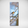 Robin Perched on Snowy Branch