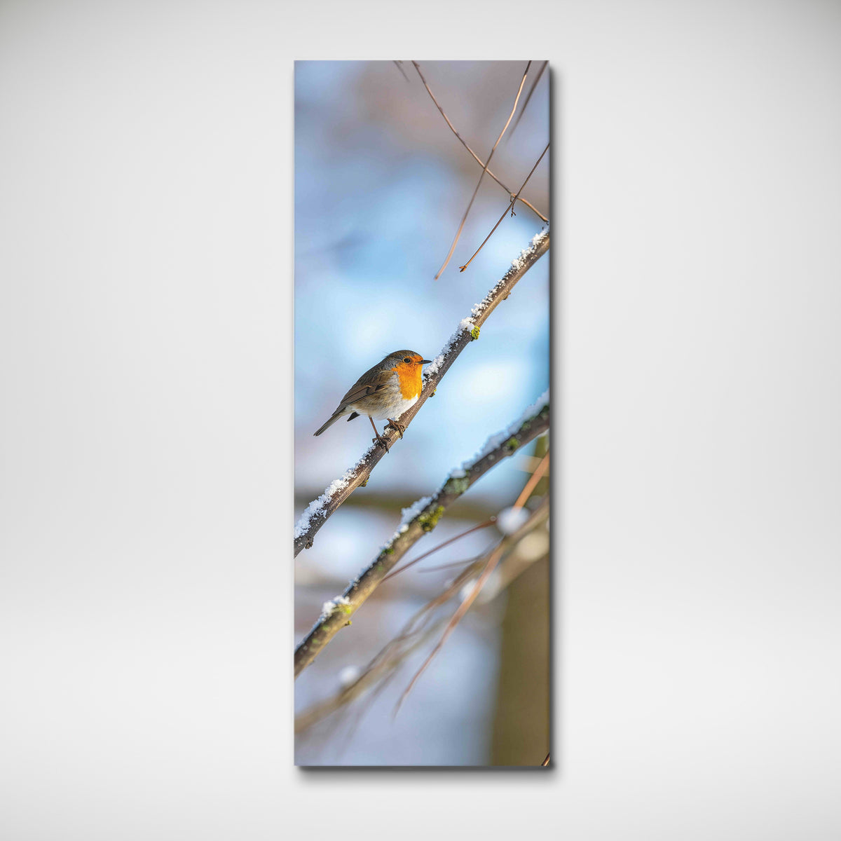 Robin Perched on Snowy Branch