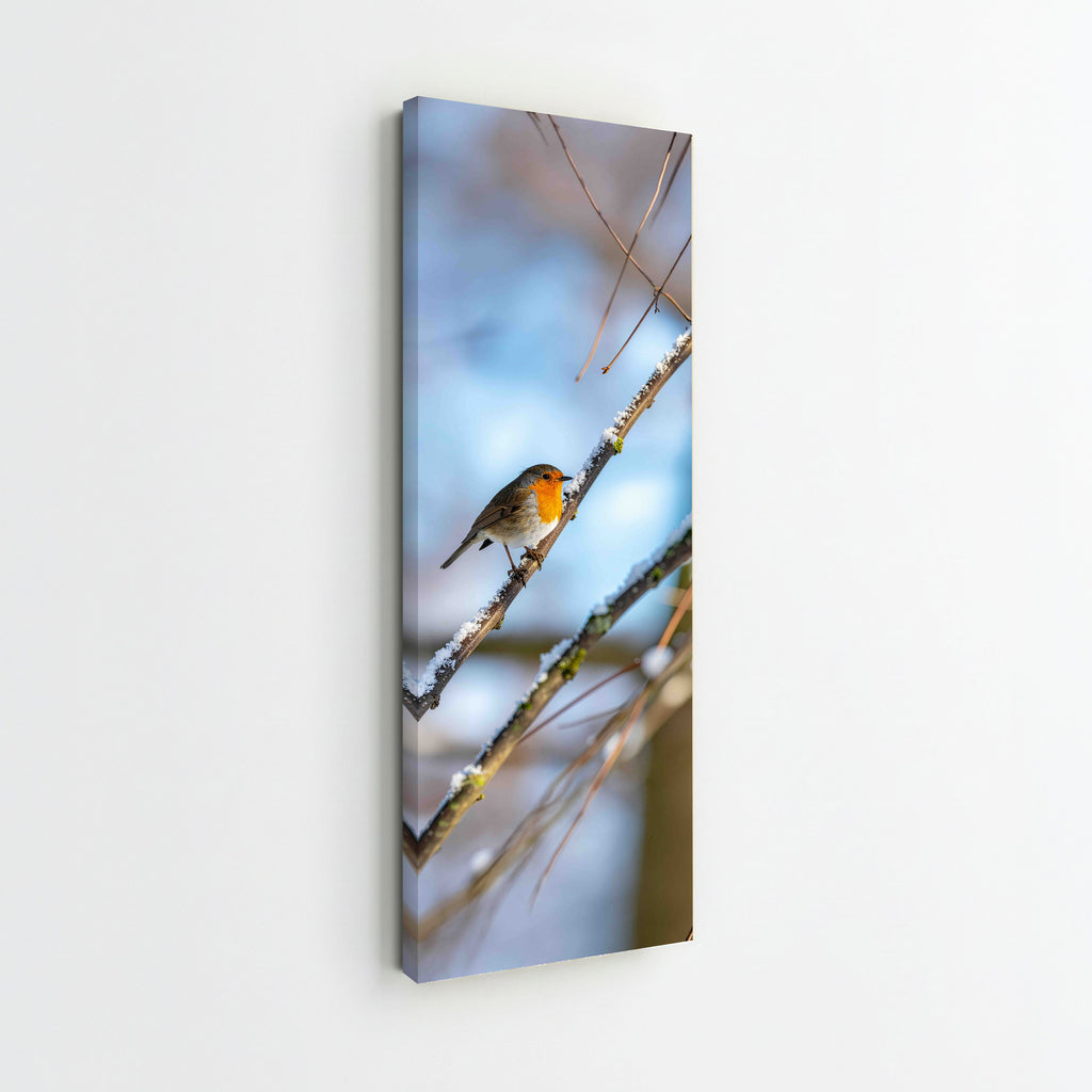 Robin Perched on Snowy Branch
