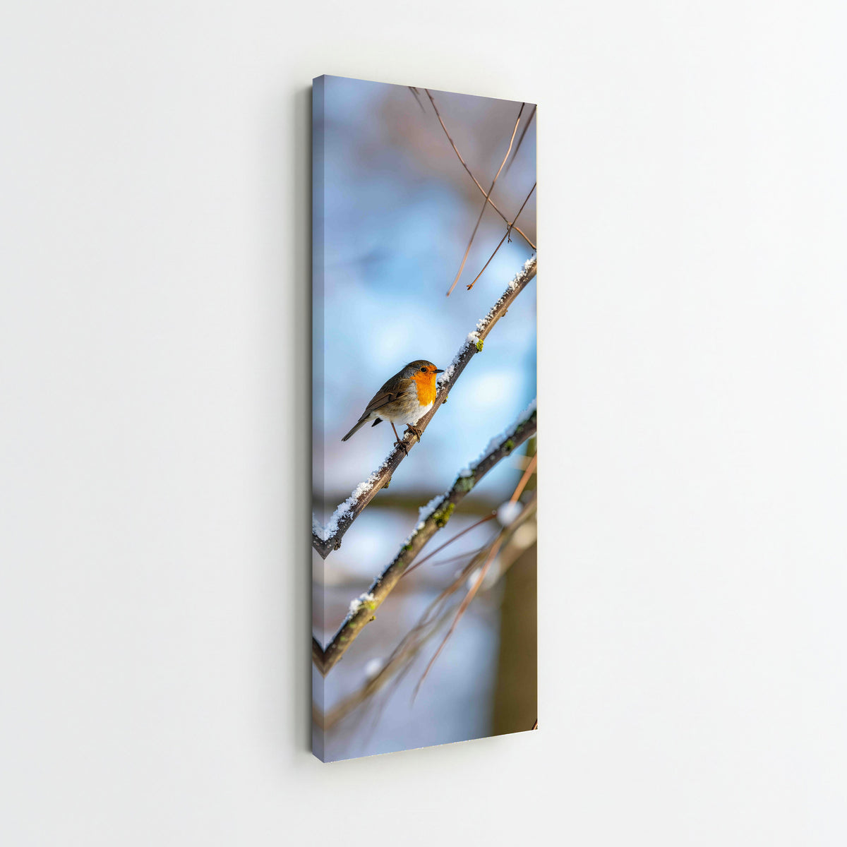Robin Perched on Snowy Branch