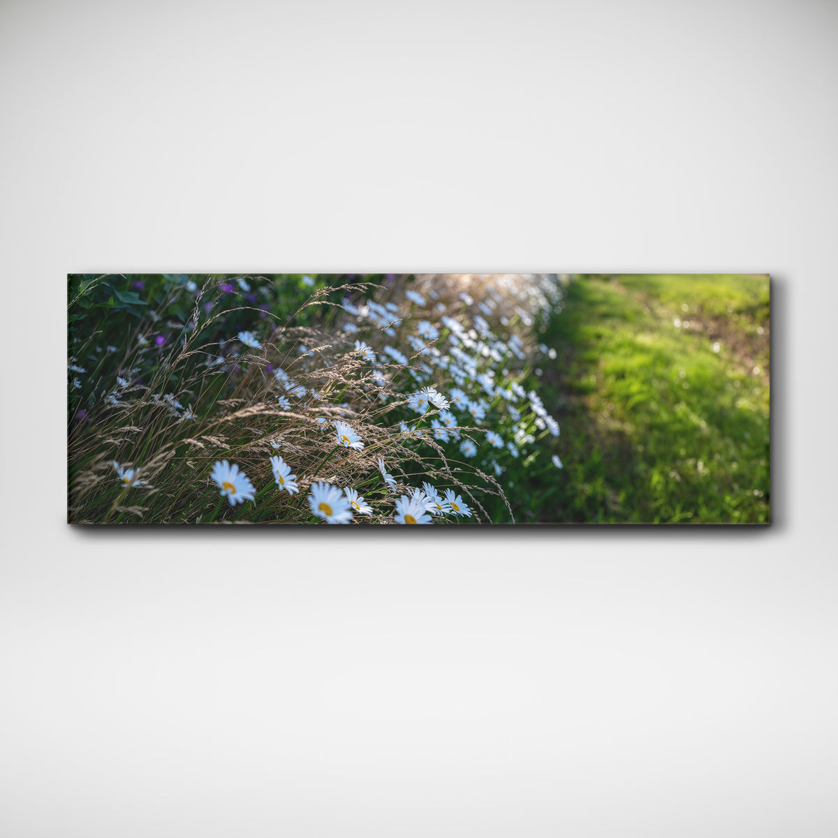 Row of Daisies